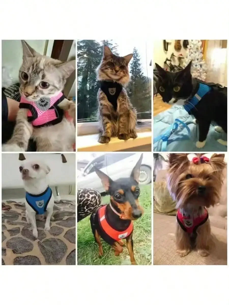 Breathable Mesh Pet Harness And Leash Set With Travel Bowl